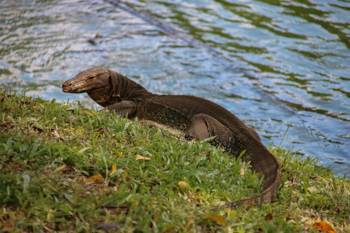 Warane im Lumphini Park