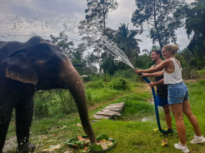 I love Elephant Samui