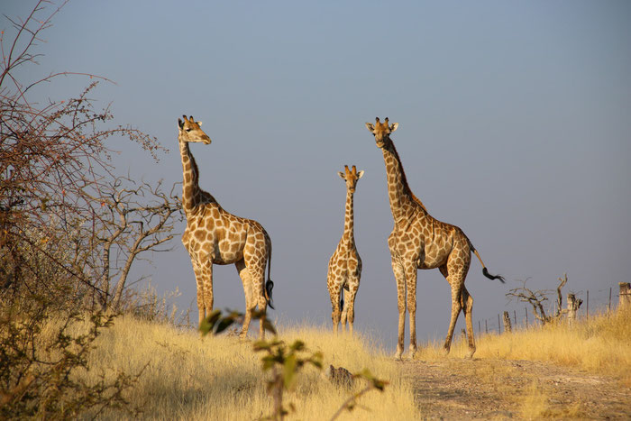 Giraffen auf dem Gelände des Etosha Village