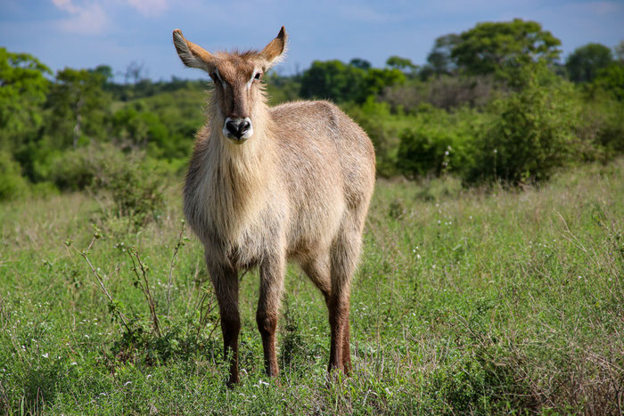 Beste Reisezeit für den Krüger Nationalpark