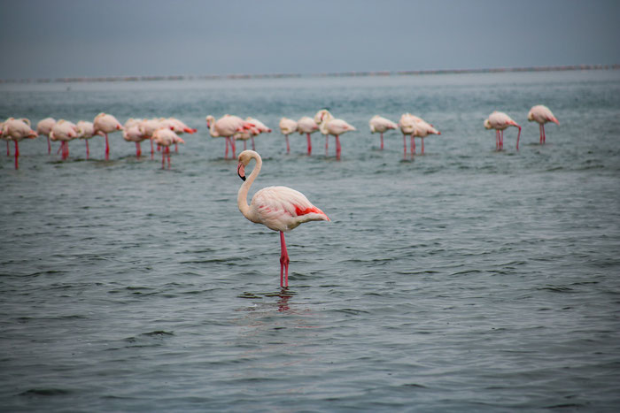 Flamingos in Walvis Bay