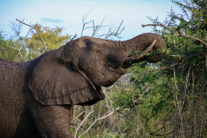Big Five