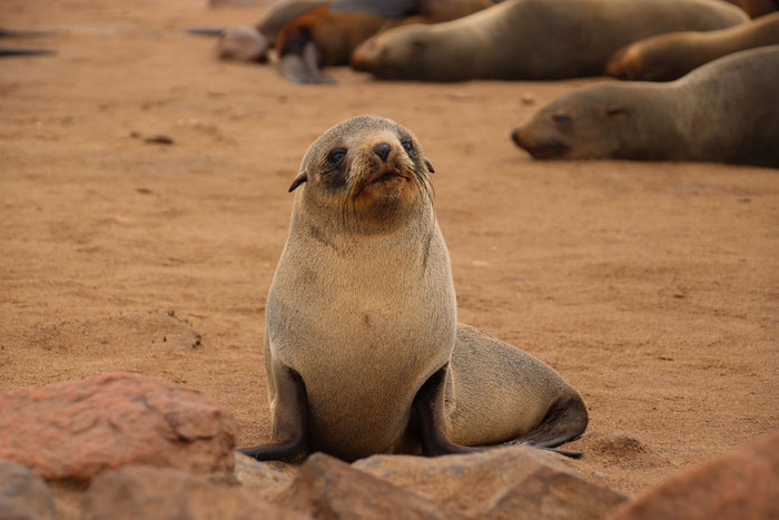 Robbe an der Westküste Namibia