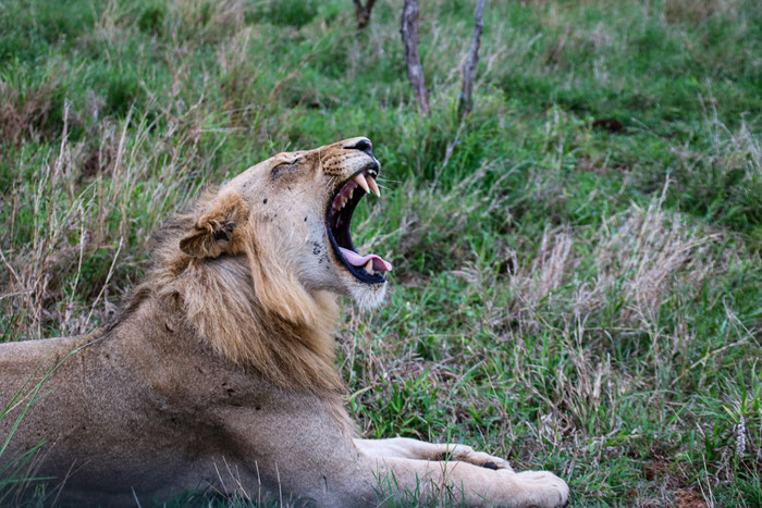 Safari im Krüger Nationalpark