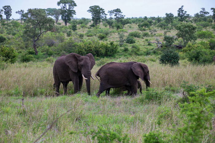 Safari im Krüger Nationalpark