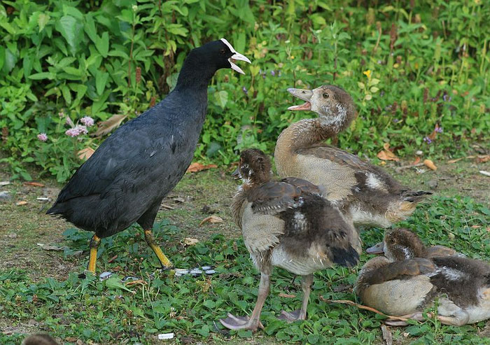 Gänsekinder werden von Blässhühnern attackiert. Die Eltern greifen nicht ein.