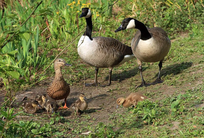 Meistens gute Nachbarn: Enten und Gänse 