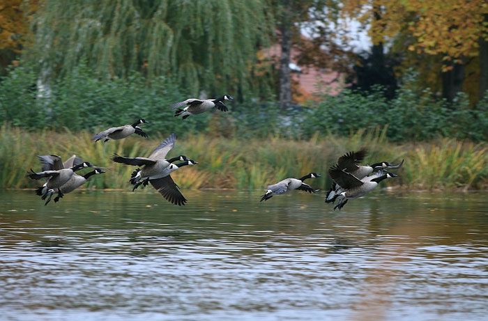 einfliegende Gänse