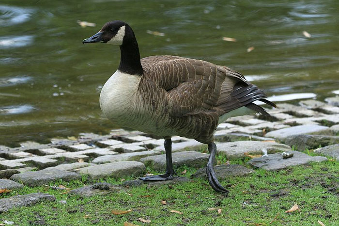 Gans mit verletztem Bein 