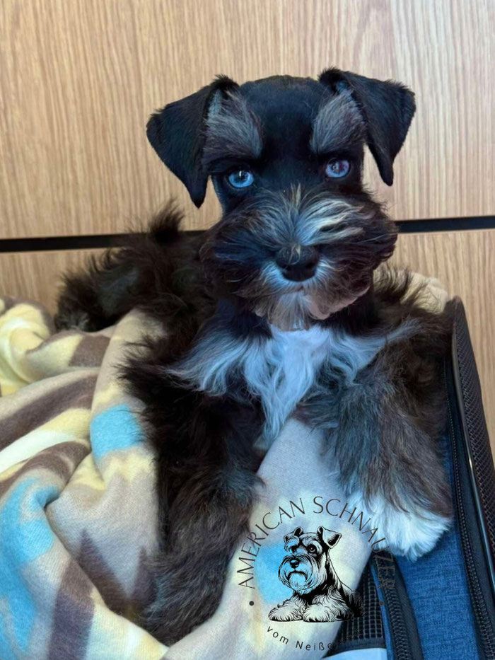 American Miniature Schnauzer black and silver blaue Augen