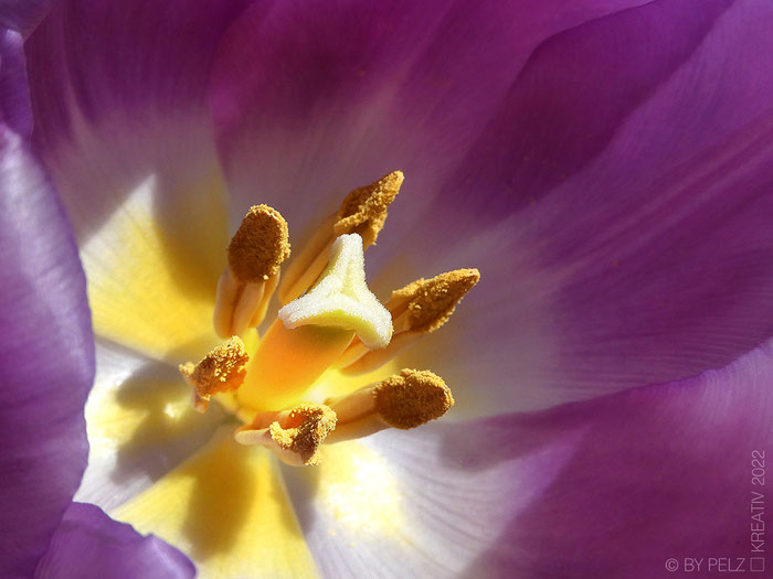 Tulpe, Blüte, Makro-Fotografie, lila, pink, gelb, April, Frühlingspflanze, Pflanze, fineART, Like velvet, © by Pelz Kreativ 2022,