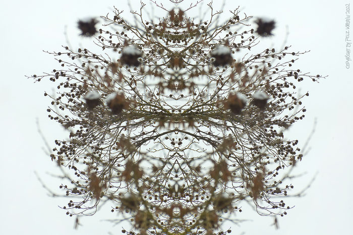 Winterspiegelung, - 30 x 45 cm, fineART, © by Pelz Kreativ 2022, Dezember, Sträucher, Bäume, Äste,  Fotografie,  monochrom,e