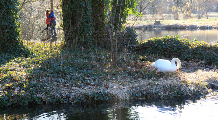 Frühling in Berlin: Ein Liebespaar umarmt sich zwischen Bäumen. Ein Schwan steht am Ufer der Insel. Foto: Helga Karl