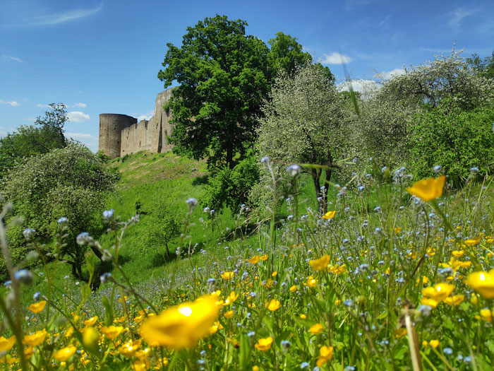 Rund um Burg Blankenberg liegen ehemalige Weinberge und Obstwiesen, die heute durch gezielte Maßnahmen gepflegt werden, um das typische Landschaftsbild und die dort vorkommende Artenvielfalt zu erhalten.