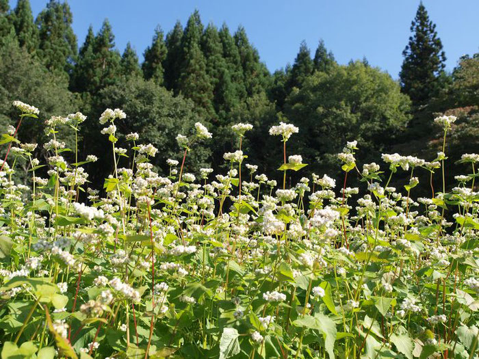 蕎麦の花