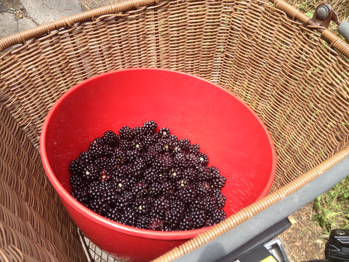Die Schüssel füllt sich langsam aber sicher mit den leckeren Beeren.