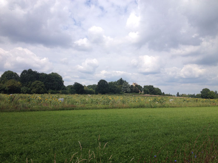 Saisongarten am Hofgut Oberfeld.