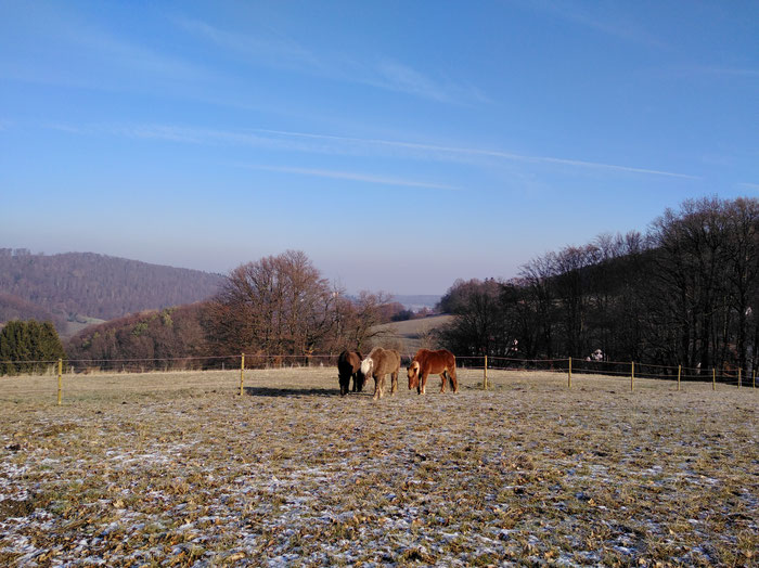 Islandpferdeherde oberhalb von Steinau (©odenwaldlust)