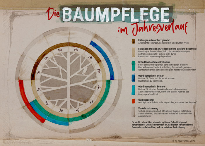 Schnittzeitpunkt, Obstbaum, Verkehrssicherung, Fällung, Pflege