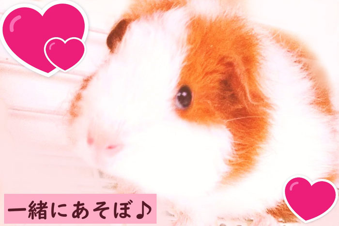 アプリコットのモルモット♪