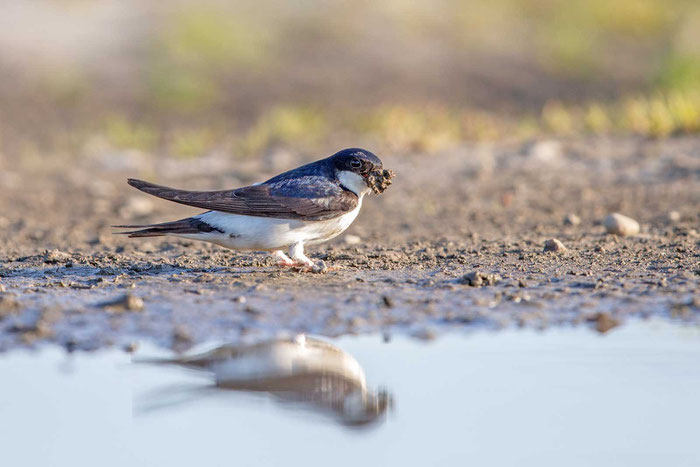 Mehlschwalbe  (Delichon urbicum), Beltringharder Koog - 6/2015