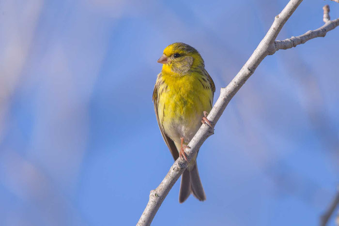 Girlitz (Serinus serinus) im Parc natural de s'Albufera de Mallorca.