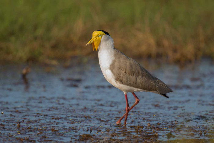 Maskenkiebitz (Vanellus miles), in der Fogg Dam Conservation Area in Australien. 