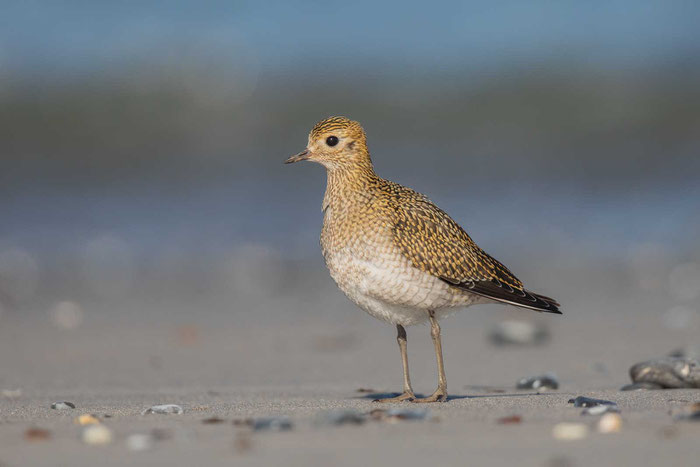 Goldregenpfeifer (Pluvialis apricaria) im Jugendkleid auf der Düne, der Nachbarinsel von Helgoland.