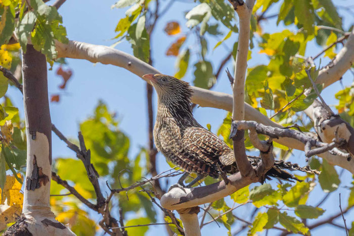 Fasanspornkuckuck (Centropus phasianinus) im Northern Territory von Australien.