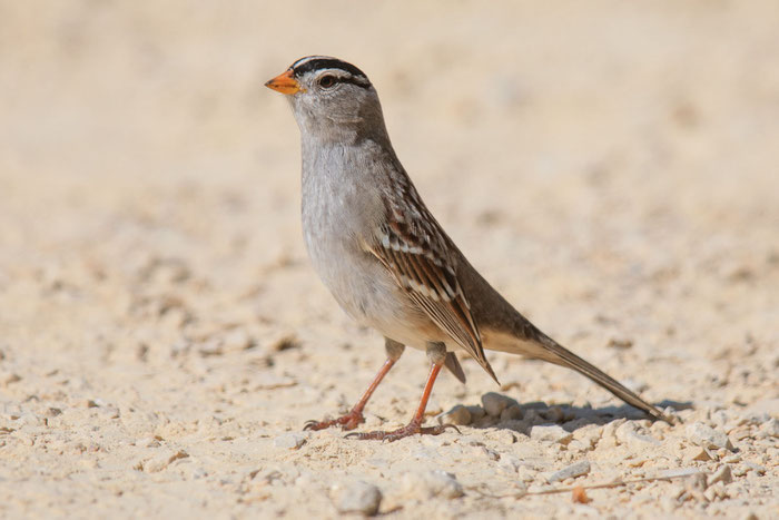 Dachsammer (Zonotrichia leucophrys)