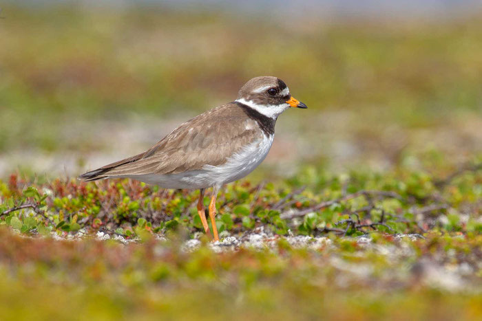 Sandregenpfeifer (Charadrius hiaticula), auf der norwegischen Halbinsel Varanger.