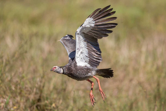 Halsband-Wehrvogel, Chauna torquata, Southern Screamer