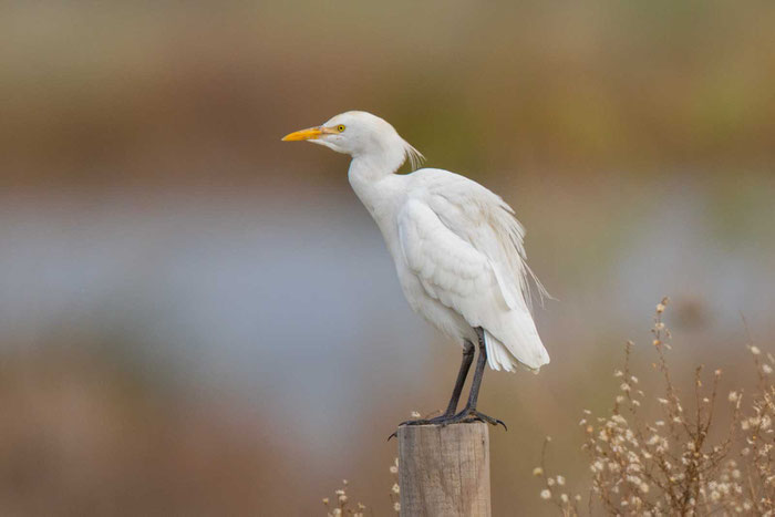 Kuhreiher (Bubulcus ibis) an der portugiesischen Algarve