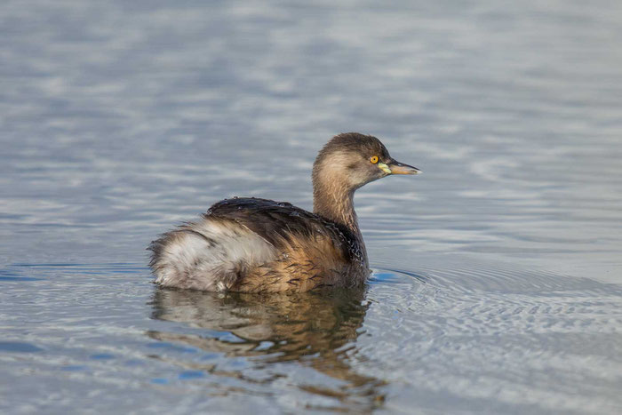 Australischer Zwergtaucher (Tachybaptus novaehollandiae) in den Greenfiled Wetlands von Südasustralien,