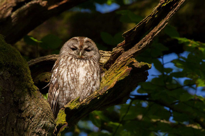 Waldkauz (Strix aluco) über einem Waldweg im marburger Ortsteil Cappel.