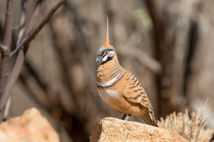 Rotschopftaube (Geophaps plumifera), Alice Springes/Australien.