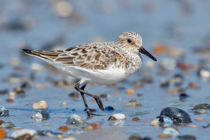 Sanderling (Calidris alba) im Übergangskleid am Strand der helgoländer Düne. 