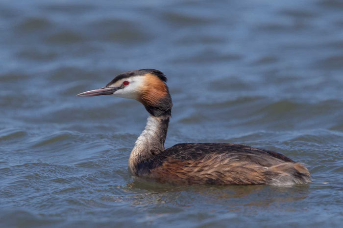 Haubentaucher (Podiceps cristatus) im Beltringharder Koog.