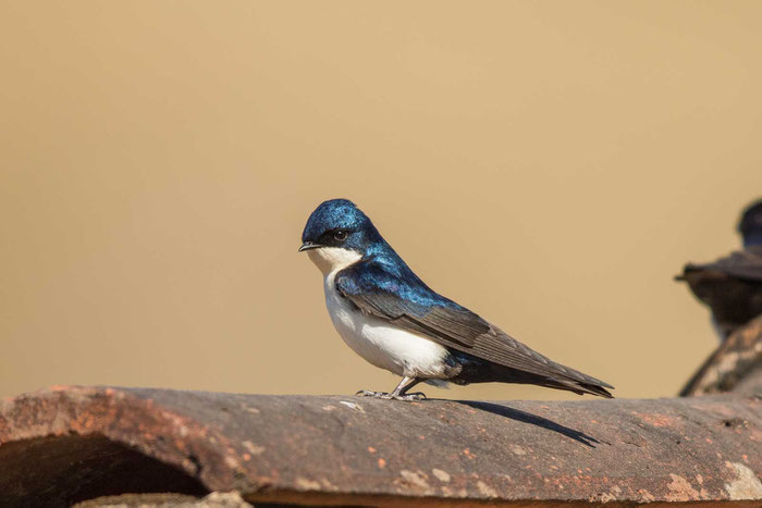 Schwarzsteißschwalbe, Notiochelidon cyanoleuca, Blue-and-white swallow