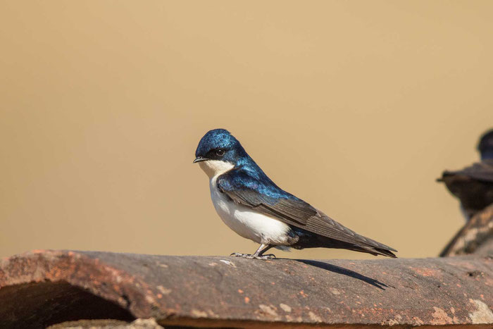 Schwarzsteißschwalbe, Notiochelidon cyanoleuca, Blue-and-white swallow