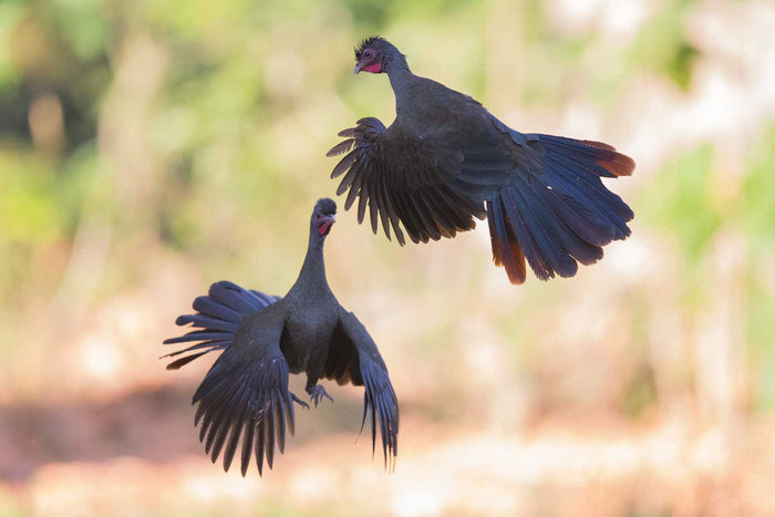 Chacoguan (Ortalis canicollis) auf der Pouso Alegre Lodge in brasilianischen Pantanal.