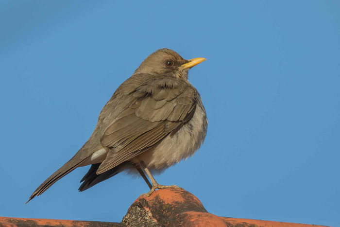 Rahmbauchdrossel (Turdus amaurochalinus) auf einem Dach in Vargem Bonita am Rande der Serra da Canastra.