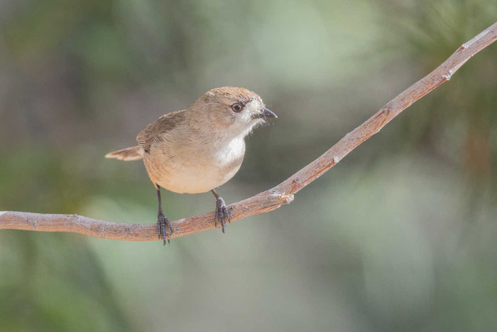 Fahlrücken-Weißstirnchen (Aphelocephala leucopsis) im Australian Arid Lands Botanic Garden von Port Augusta.