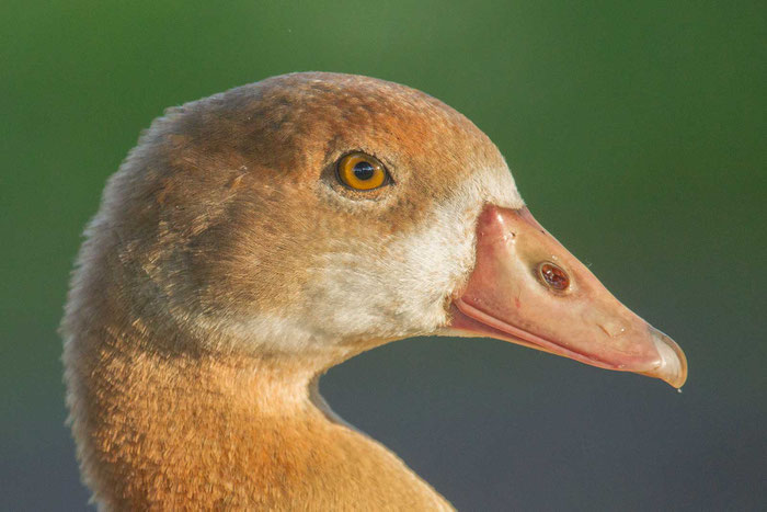 Nilgans (Alopochen aegyptiaca), Gießen - 6/2012