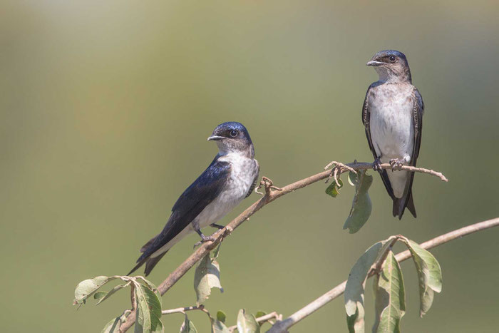 Graubrustschwalbe, Progne chalybea, Grey-breasted martin