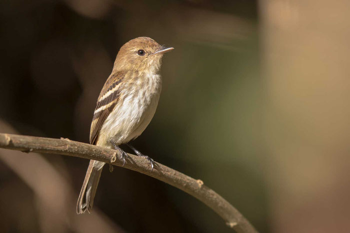 Rostschnäppertyrann (Myiophobus fasciatus) im brasilianischen Serra da Canastra National Park.