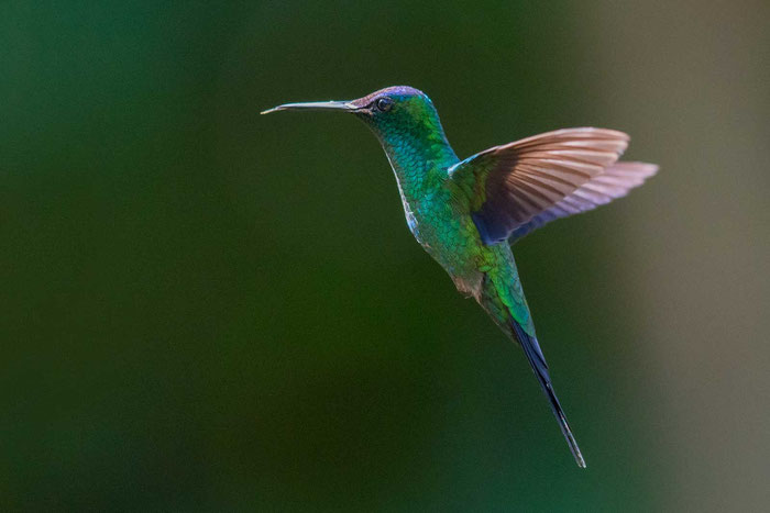 Blaukronennymphe (Thalurania glaucopis) im brasilianischen Küstenregenwald von Ubatuba.