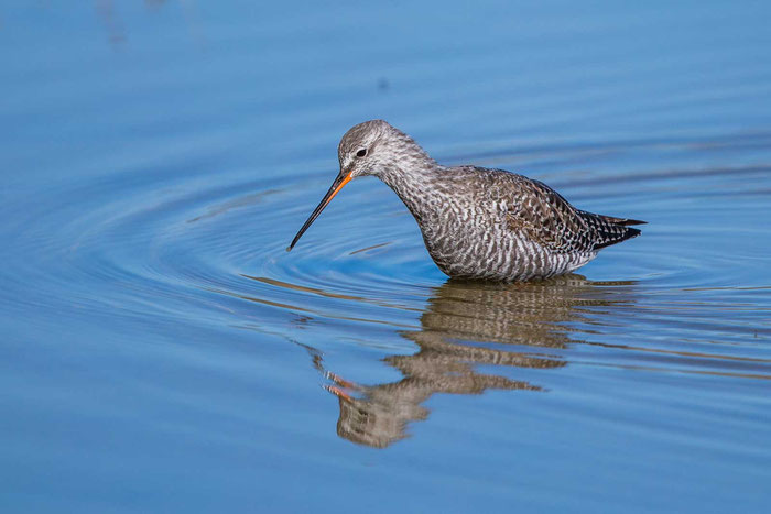 Dunkle Wasserläufer (Tringa erythropus) im Überganskleid im Parc natural de s'Albufera de Mallorca.