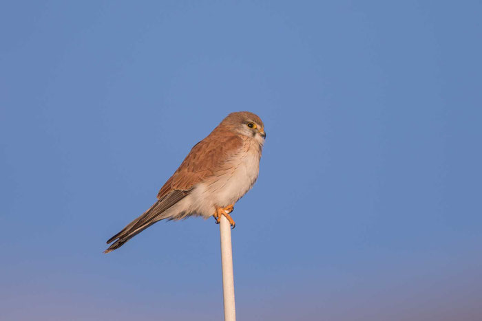 Graubartfalke (Falco cenchroides) im Australian Arid Lands Botanic Garden von Port Augusta.