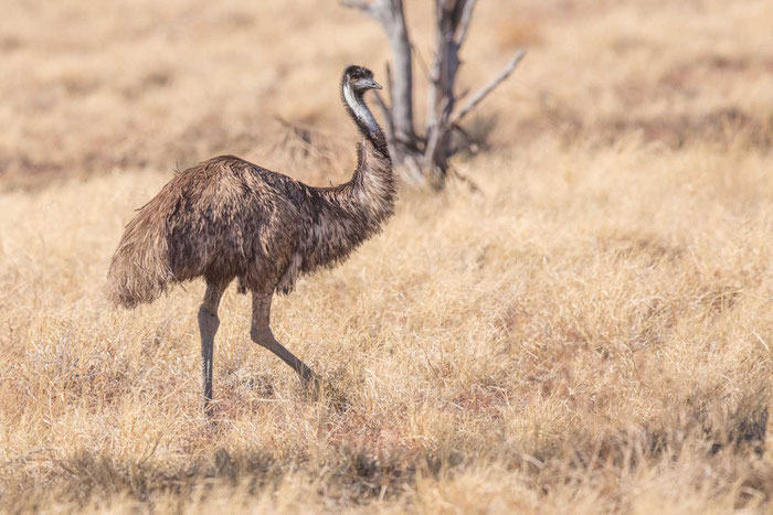 Emu (Dromaius novaehollandiae) - Queensland/Australien 7/2018